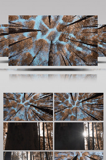 4k升格秋天阳光下的森林唯美空镜图片