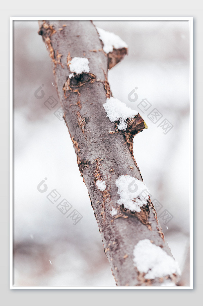 冬季大雪雪花堆积在植物树干实拍摄影图