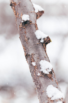 冬季大雪雪花堆积在植物树干实拍摄影图