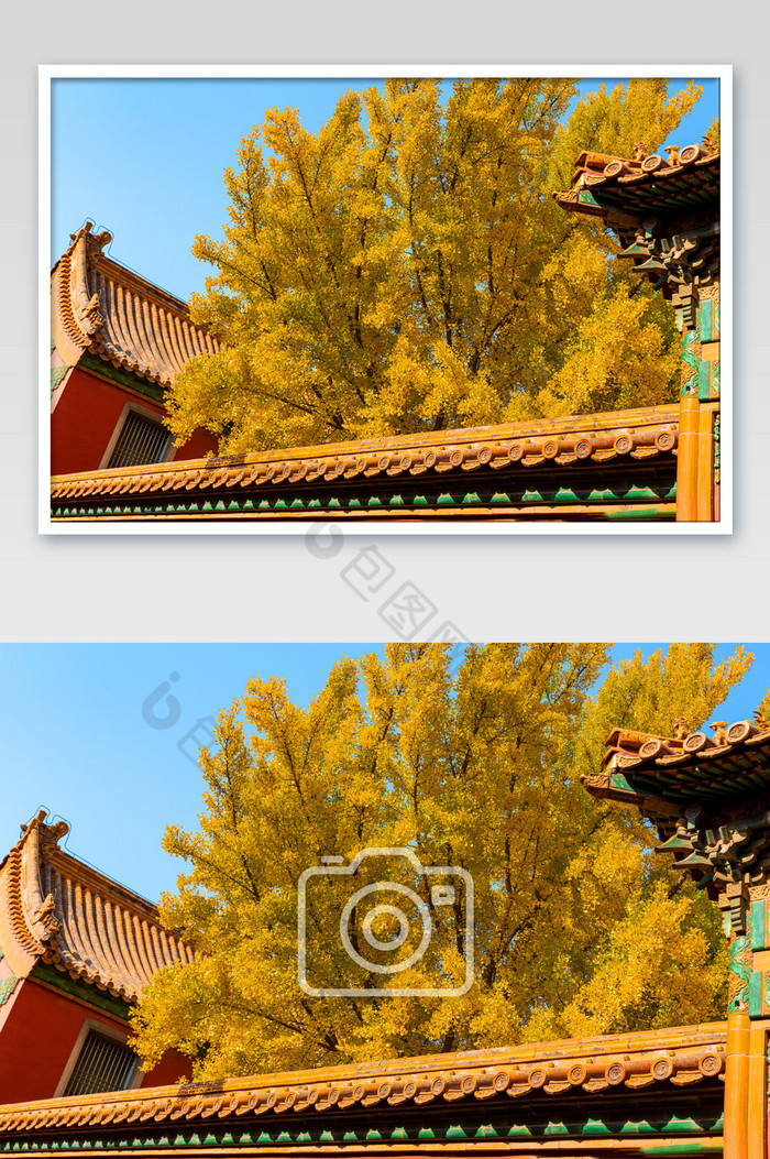 北京故宫的秋天银杏树下图片图片