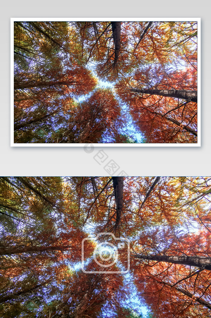 仰拍秋天泛黄红木杉摄影图片图片