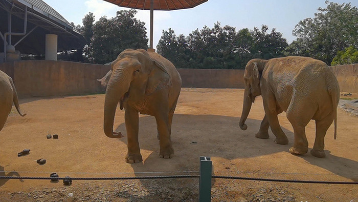 悠闲4K动物园游客喂食大象