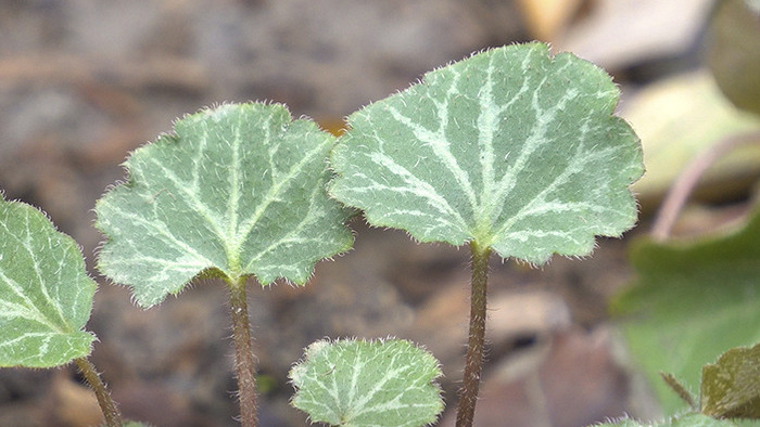 药用草本虎耳草实拍视频