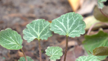 药用草本虎耳草实拍视频