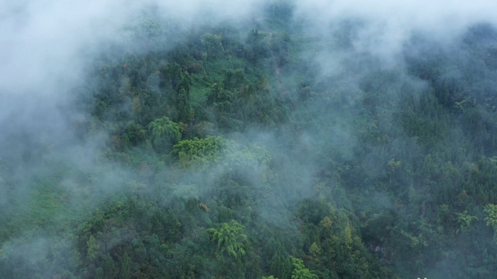 4K航拍绿色生态山间森林云雾缭绕视频素材