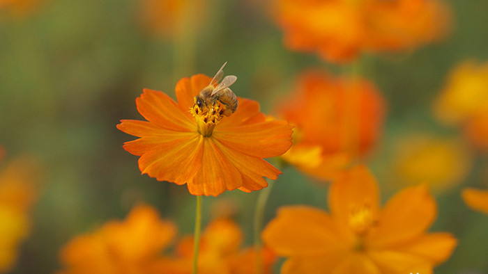 4k升格小蜜蜂在花朵上采蜜实拍
