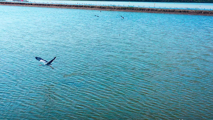 4K航拍飞翔在水面的鹤视频素材