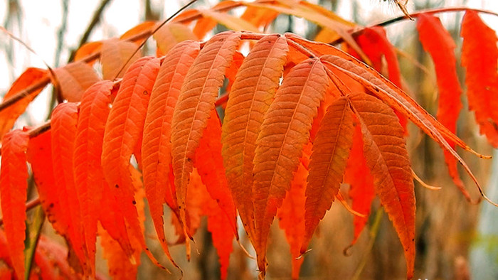 秋天红色的火炬树叶子
