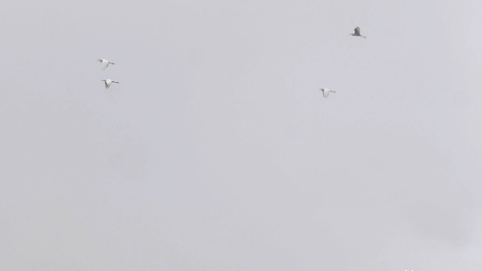 4K实拍烟雨白鹤飞翔空中中国风诗意盎然