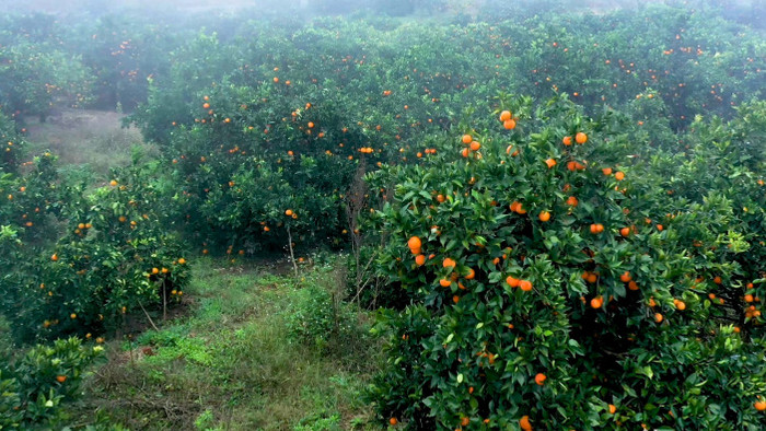 4K航拍果园橙子树迷雾山间实拍视频素材