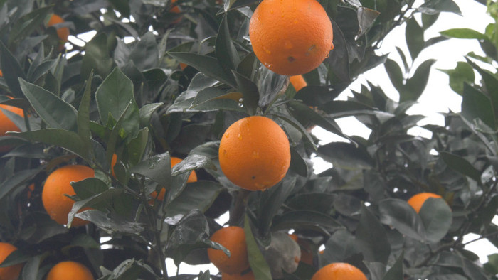4K实拍橙子树上的橙子饱满吊坠果实