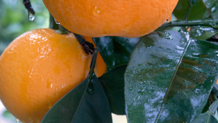 4K实拍橙子特写水珠诱人可口新鲜美味果实