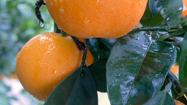 4K实拍橙子特写水珠诱人可口新鲜美味果实