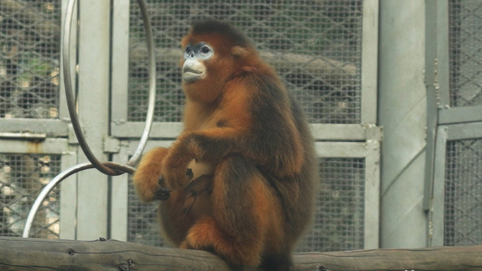 金丝猴猴子动物类实拍素材