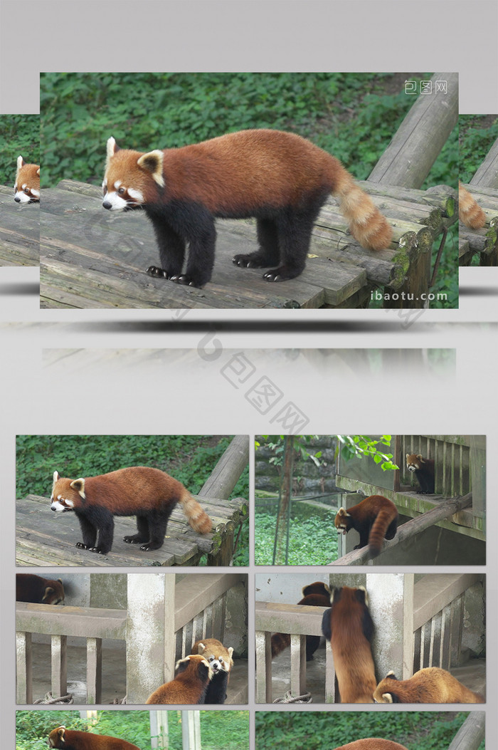 小熊猫浣熊玩耍吃竹子动物类实拍素材