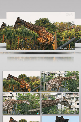 游客喂长颈鹿吃东西动物类实拍素材图片