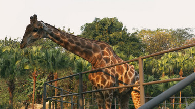 游客喂长颈鹿吃东西动物类实拍素材