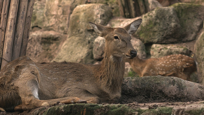 小鹿休息觅食动物类素材实拍