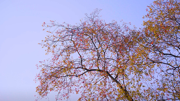 4K实拍唯美秋天蓝天下的黄叶红叶视频素材