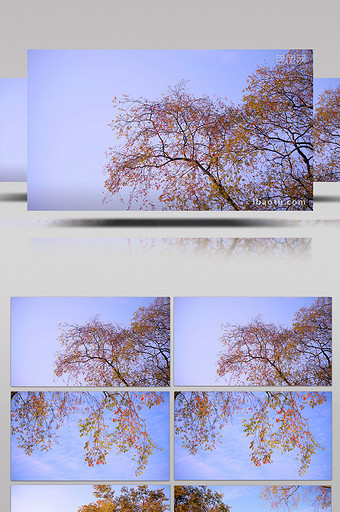 4K实拍唯美秋天蓝天下的黄叶红叶视频素材图片