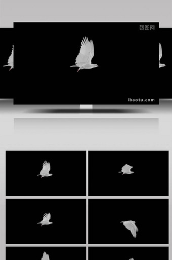 白色鸽子飞行展示抠像合成视频图片