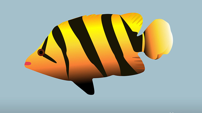 动物类虎鱼清新可爱风扁平风素材MG动画