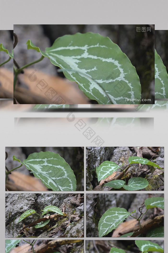 治毒蛇咬伤草药滴水珠实拍视频