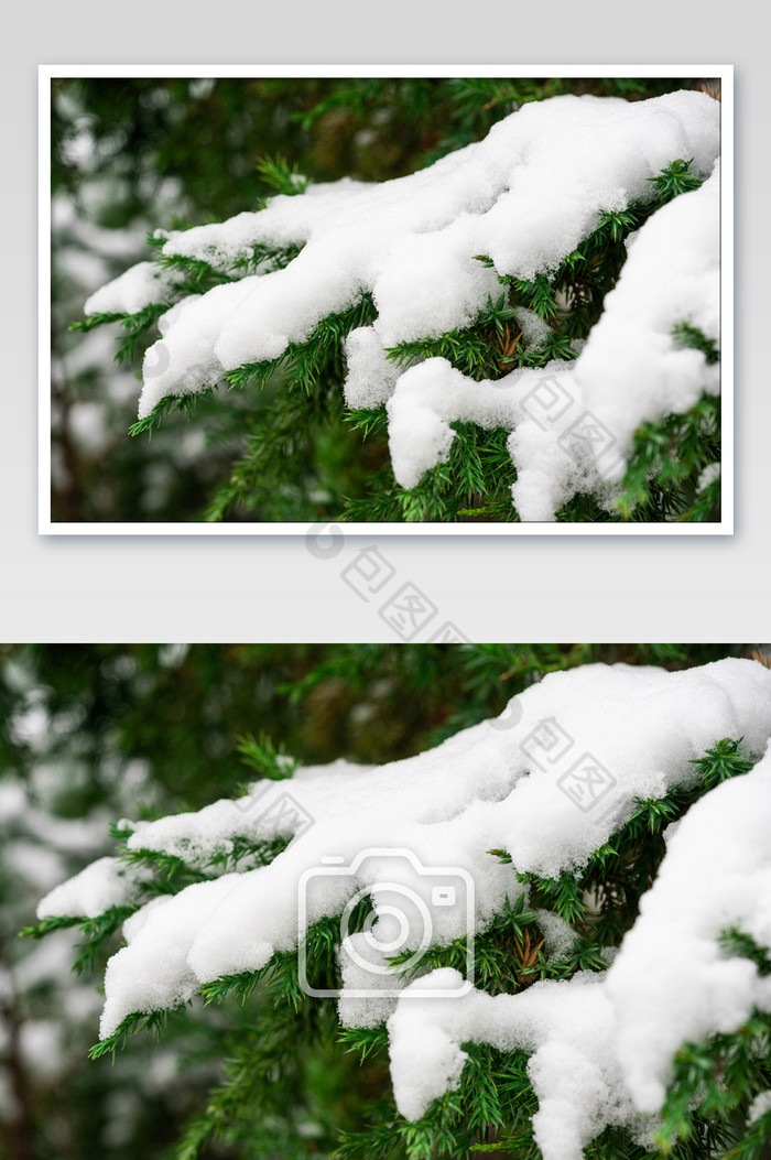 小雪大雪节气树枝上的白雪图片图片