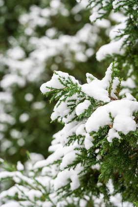 冬季树木上的白雪