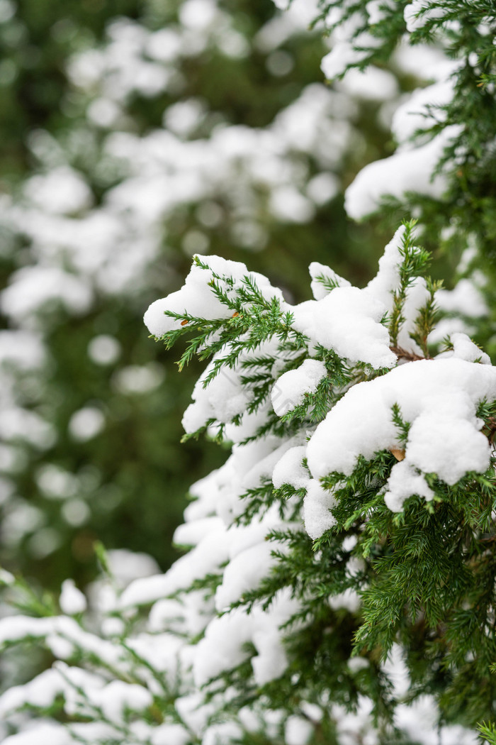 冬季树木上的白雪图片