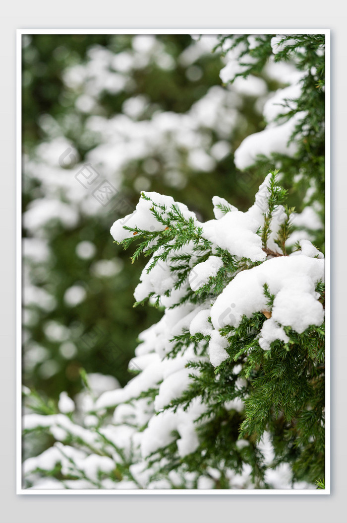 冬季树木上的白雪