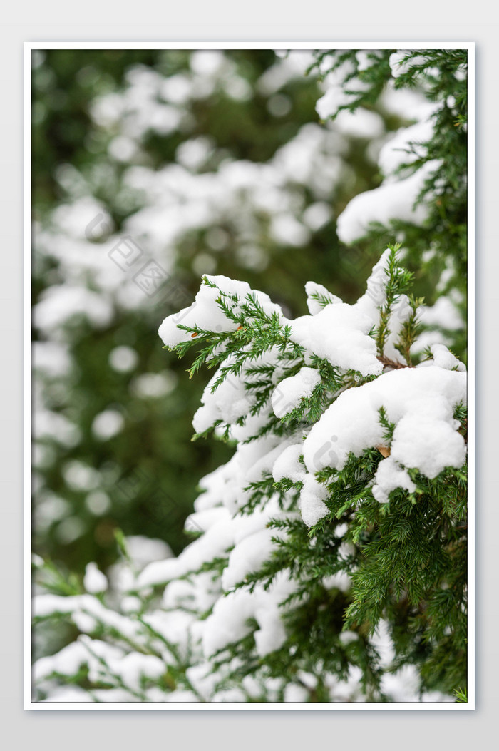 冬季树木上的白雪图片图片