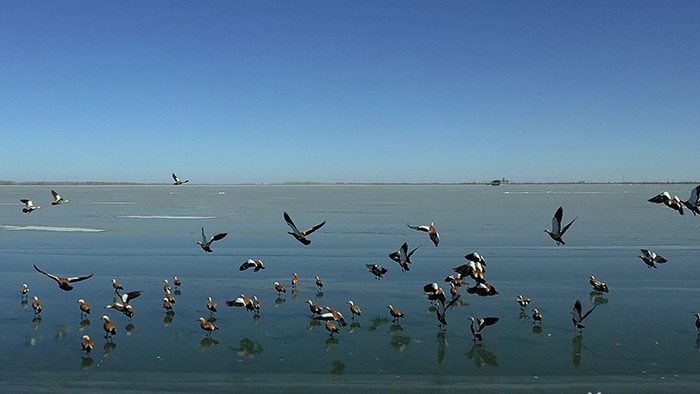 壮观的纪录片素材候鸟候鸟群