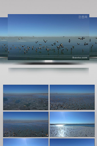 壮观的纪录片素材候鸟候鸟群图片