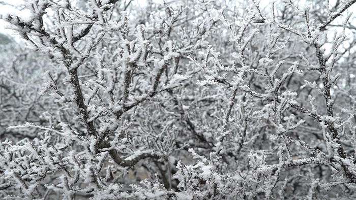 冰雪覆盖的梅花树