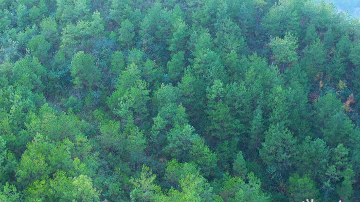 4K航拍松树大山森林视频素材