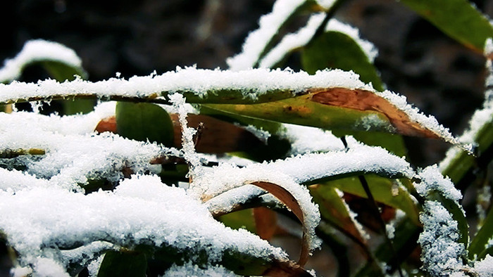 雪中的竹子高清视频