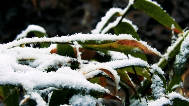 雪中的竹子高清视频