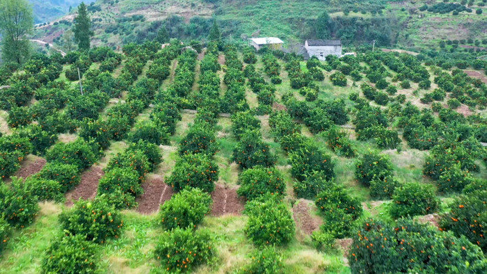 4K航拍实拍橙子树林农业种植果园视频素材