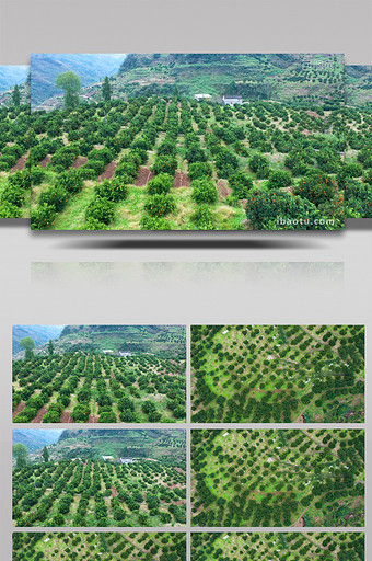 4K航拍实拍橙子树林农业种植果园视频素材图片
