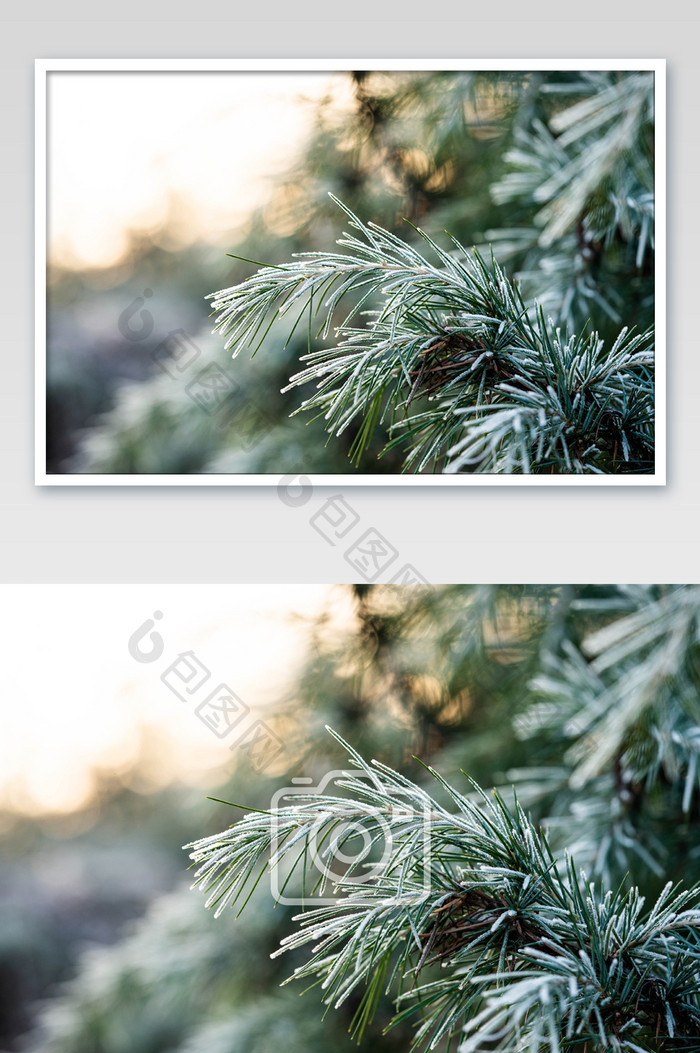 树枝上的霜摄影图