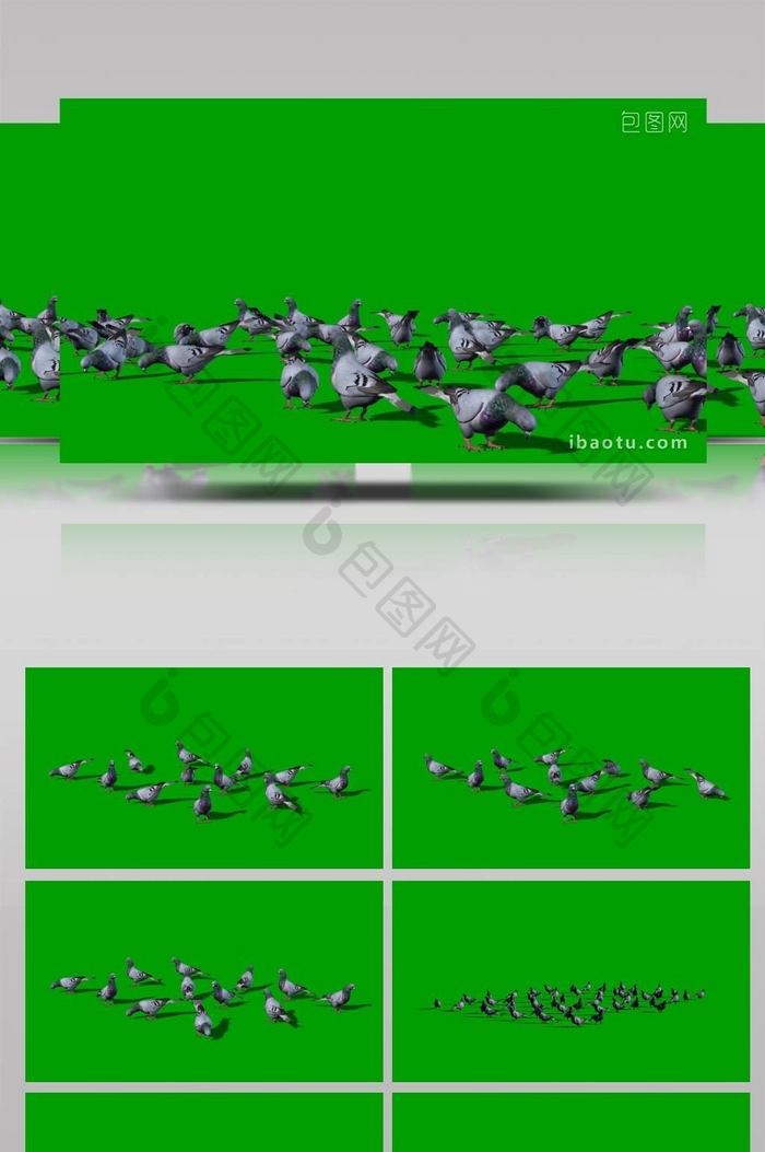 抠像视频一群鸽子在地上吃食物