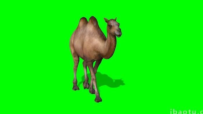 骆驼动物行走合成企业宣传视频素材