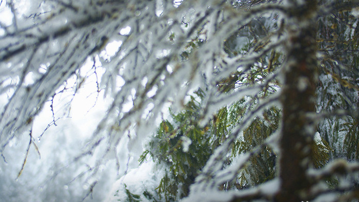 4K实拍唯美冬季树枝上的雪景视频素材