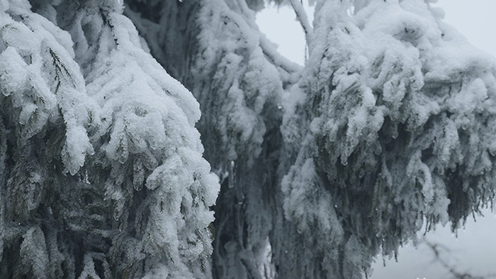 冰雪覆盖的松树树枝特写实拍