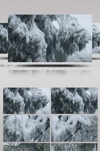 冰雪覆盖的松树树枝特写实拍图片