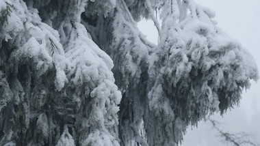 冰雪覆盖的松树树枝特写实拍