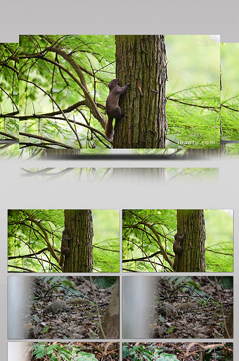 大自然小动物实拍小松鼠觅食实拍视频图片