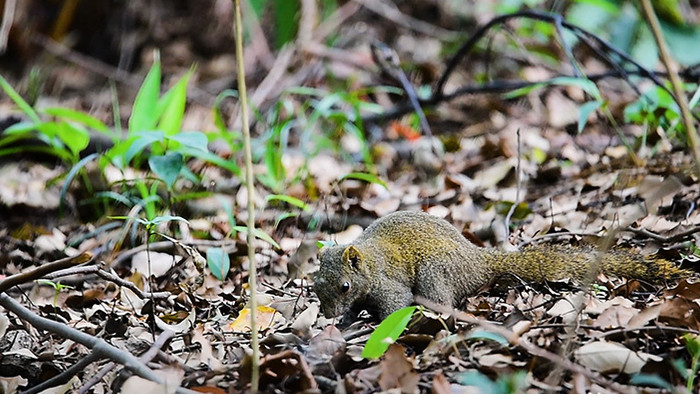 大自然小动物实拍可爱小松鼠觅食吃东西实拍