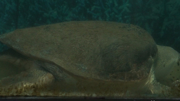 大海龟高清实拍视频